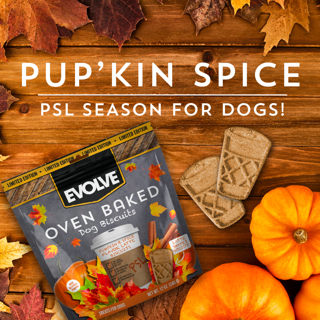 Evolve Pumpkin Spice Latte Biscuits for Dogs Biscuit Dog Treats | 12 oz